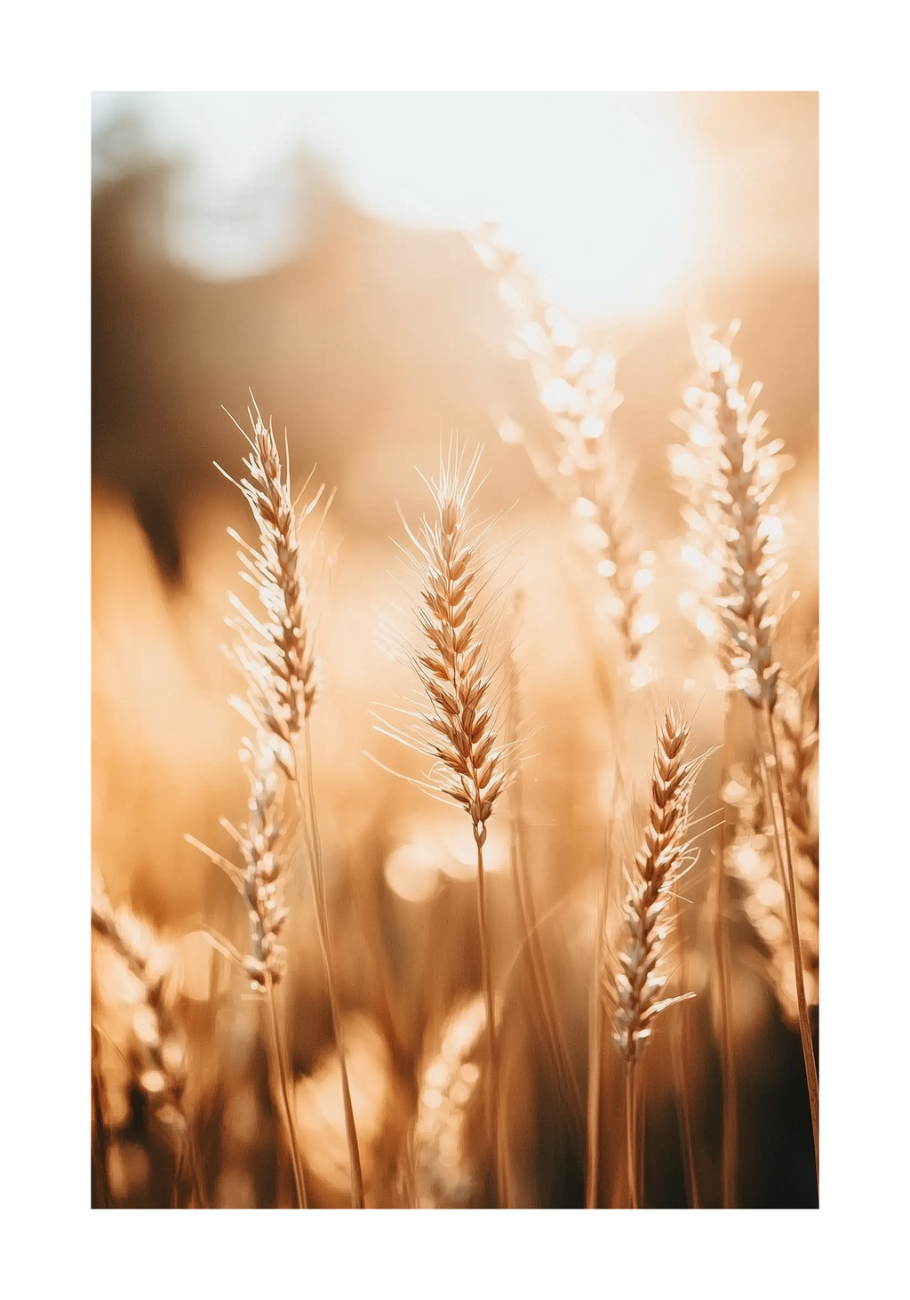 Harvest Light Poster