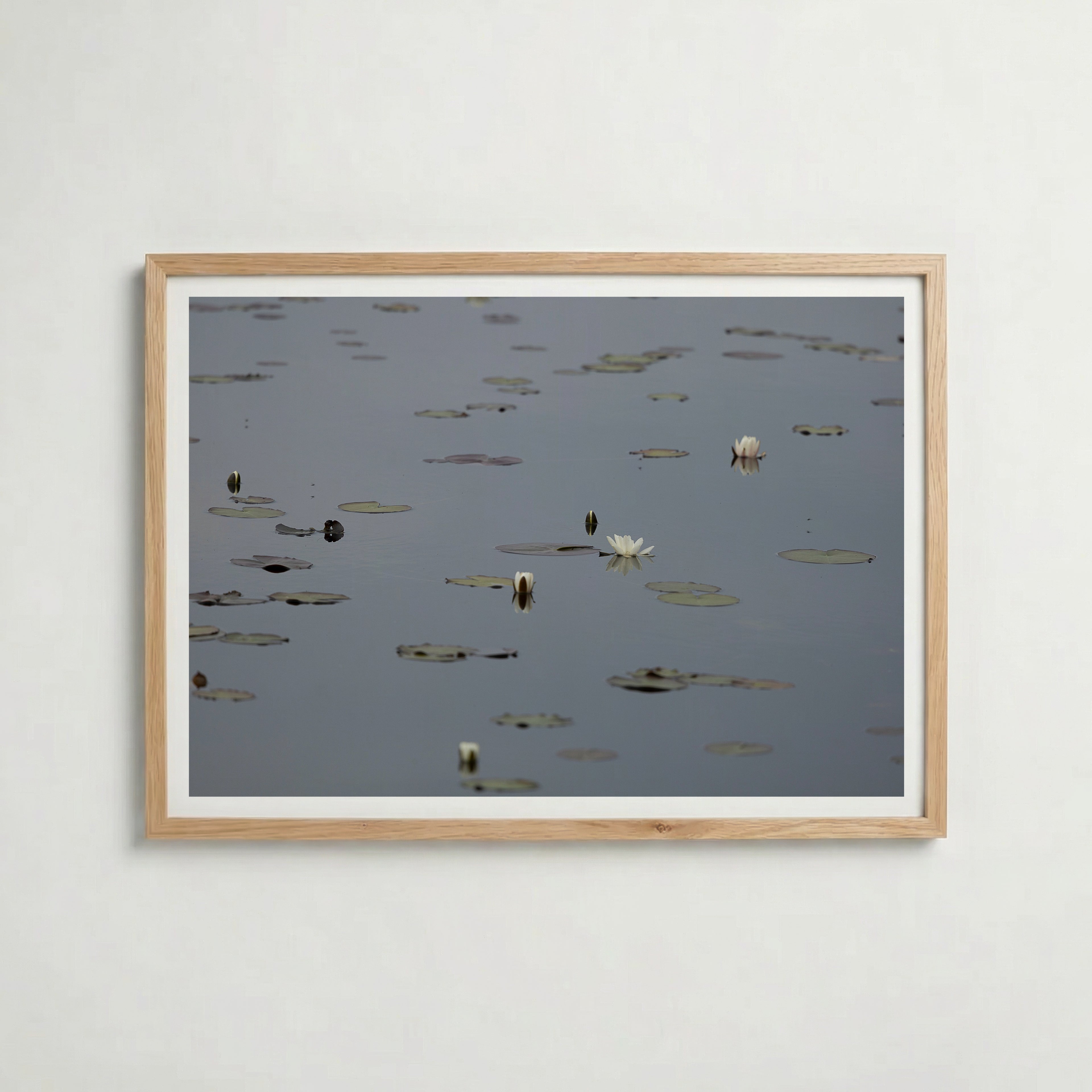 Water Lilies at Maderna i ekram med ljust trä – köp enkelt hos Bozetto affisch i hög kvalitet