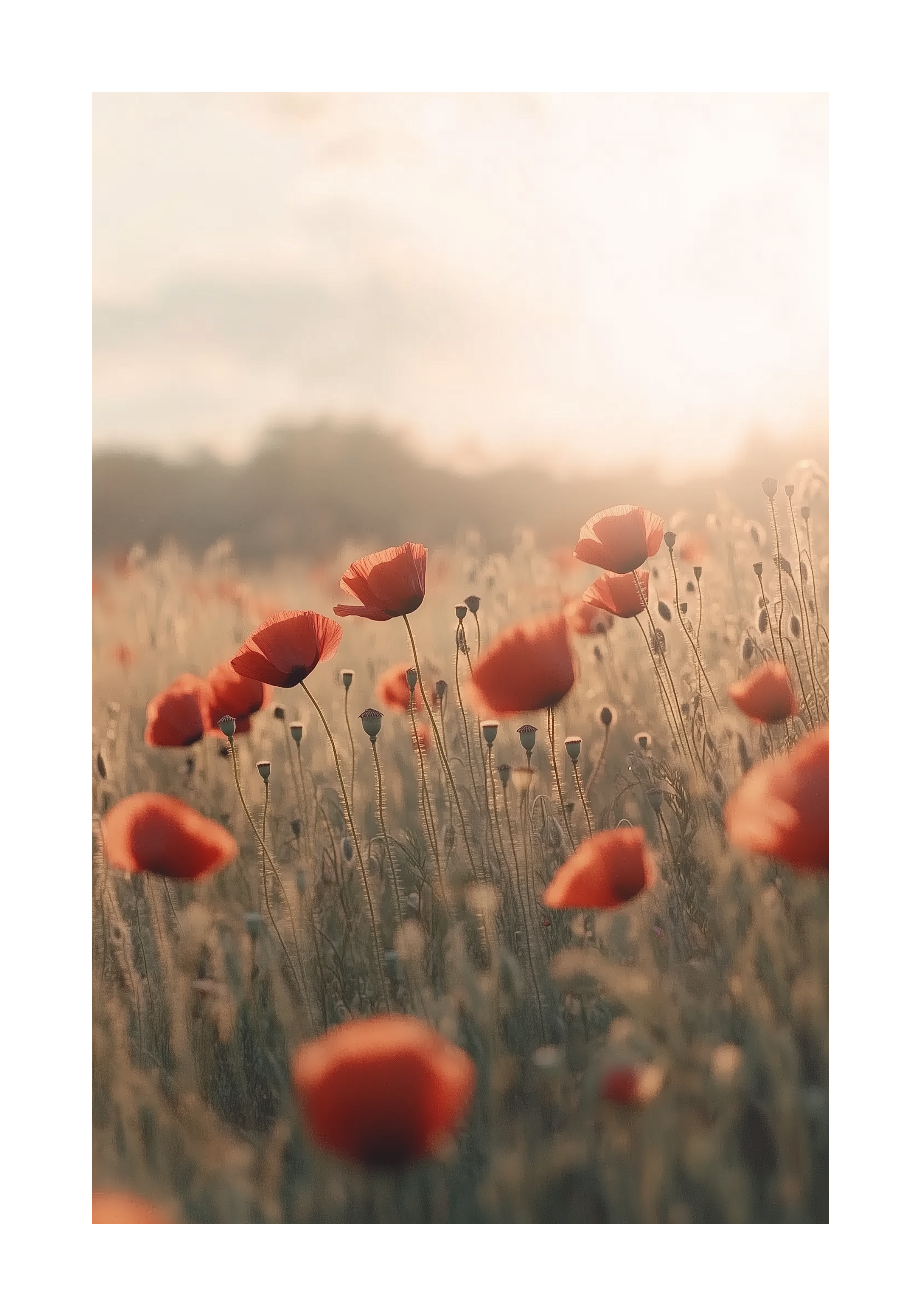 Echoes of Summer Poster