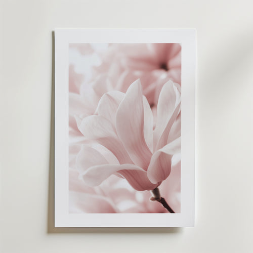 Blush Rose Magnolia Flower – stilfullt konsttryck från Bozetto, tryckt på matt finpapper