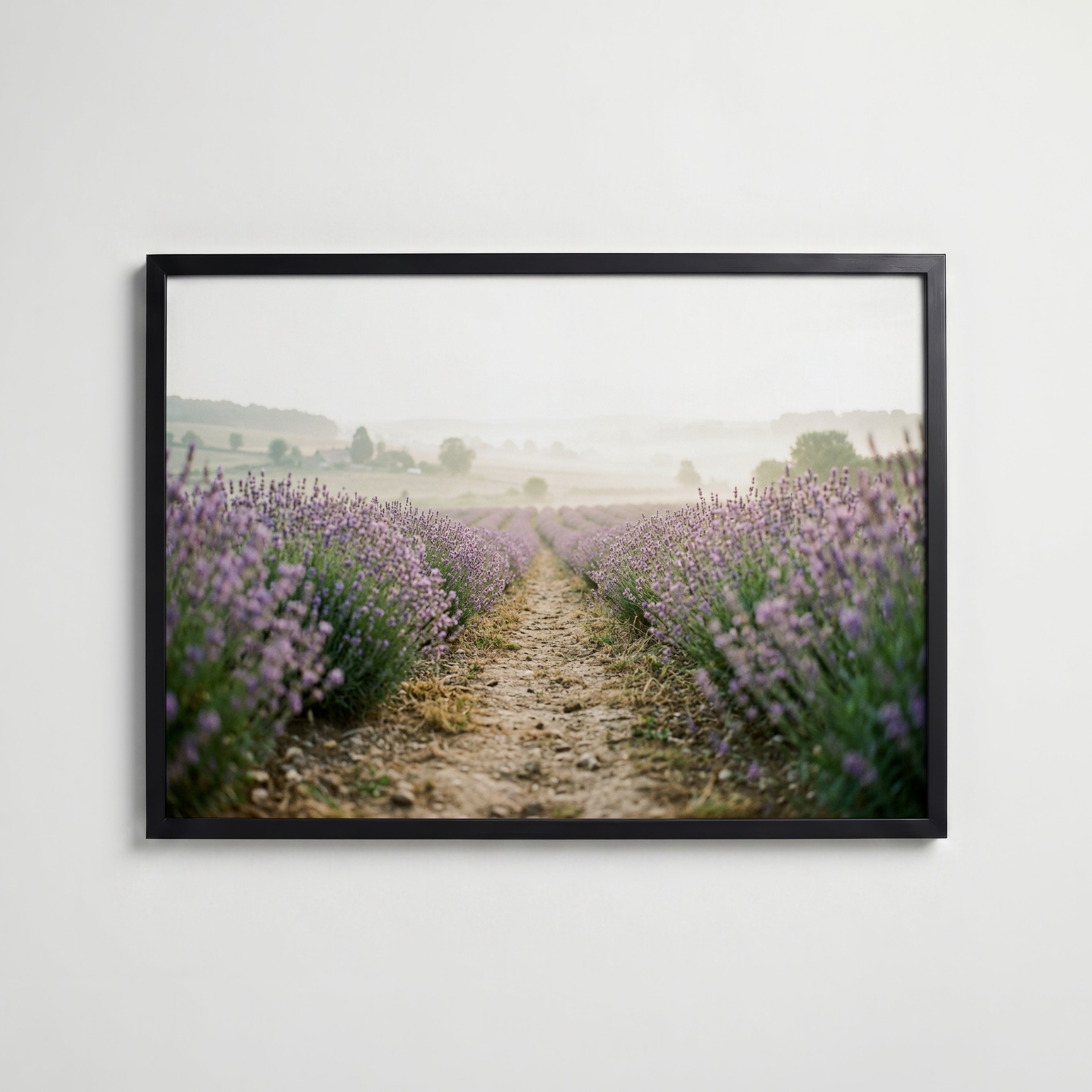 Lavender Field Poster