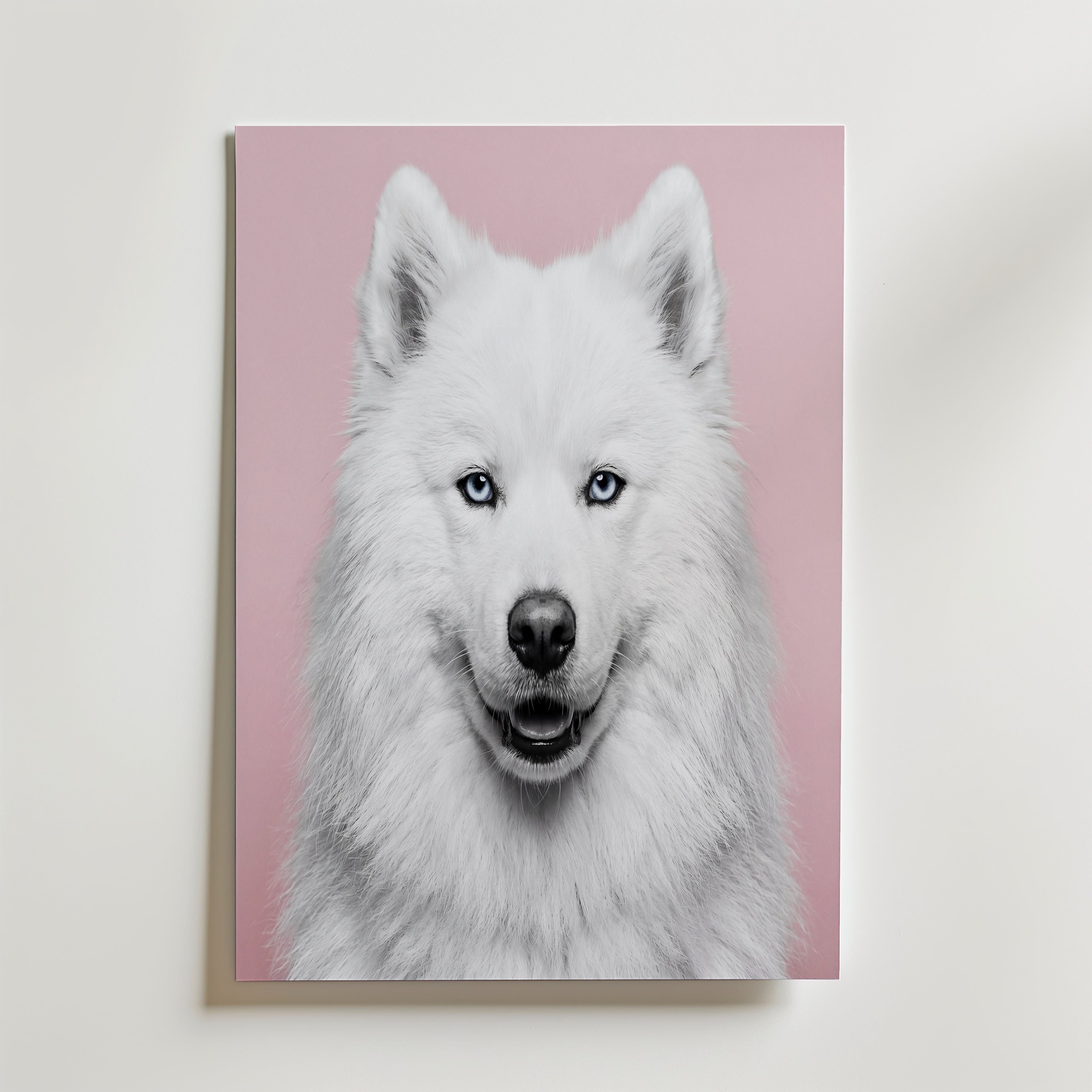 Velvet Paw Poster – snövit samojedhund med isblå ögon mot rosa bakgrund